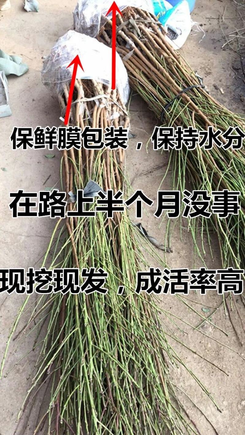 新品种早熟红霸王油桃苗油桃苗香脆甜对版死苗补发