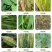 80%代森锰锌叶斑病炭疽病黑星病果树花卉蔬菜专用杀菌剂