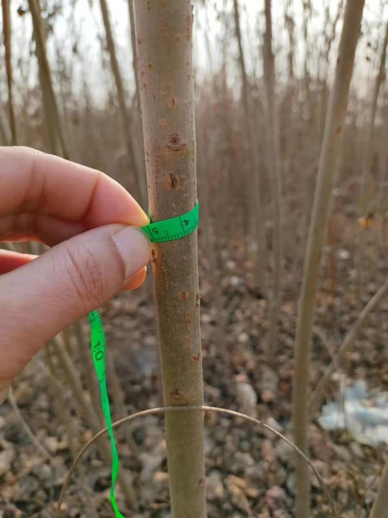 【精品乌桕】2—30公分，沭阳基地直发，提供技术指导