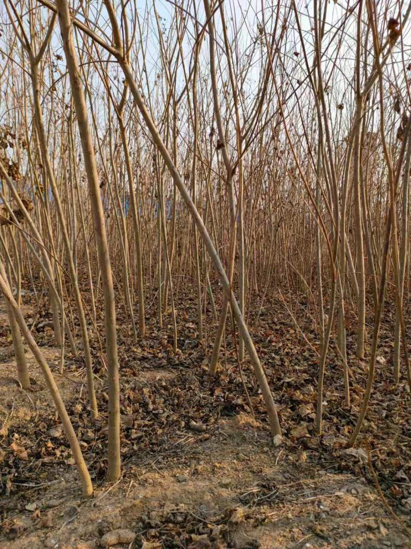 【精品乌桕】2—30公分，沭阳基地直发，提供技术指导
