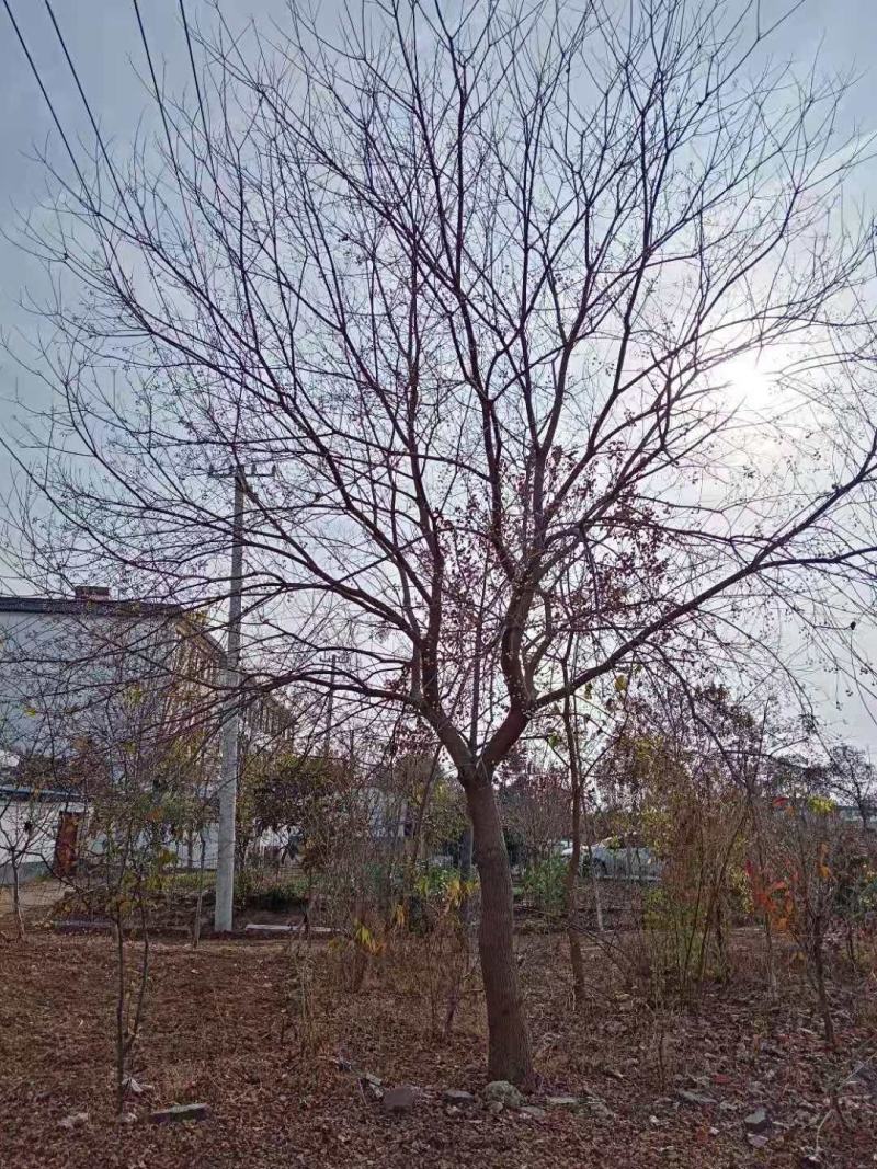 【精品乌桕】2—30公分，沭阳基地直发，提供技术指导