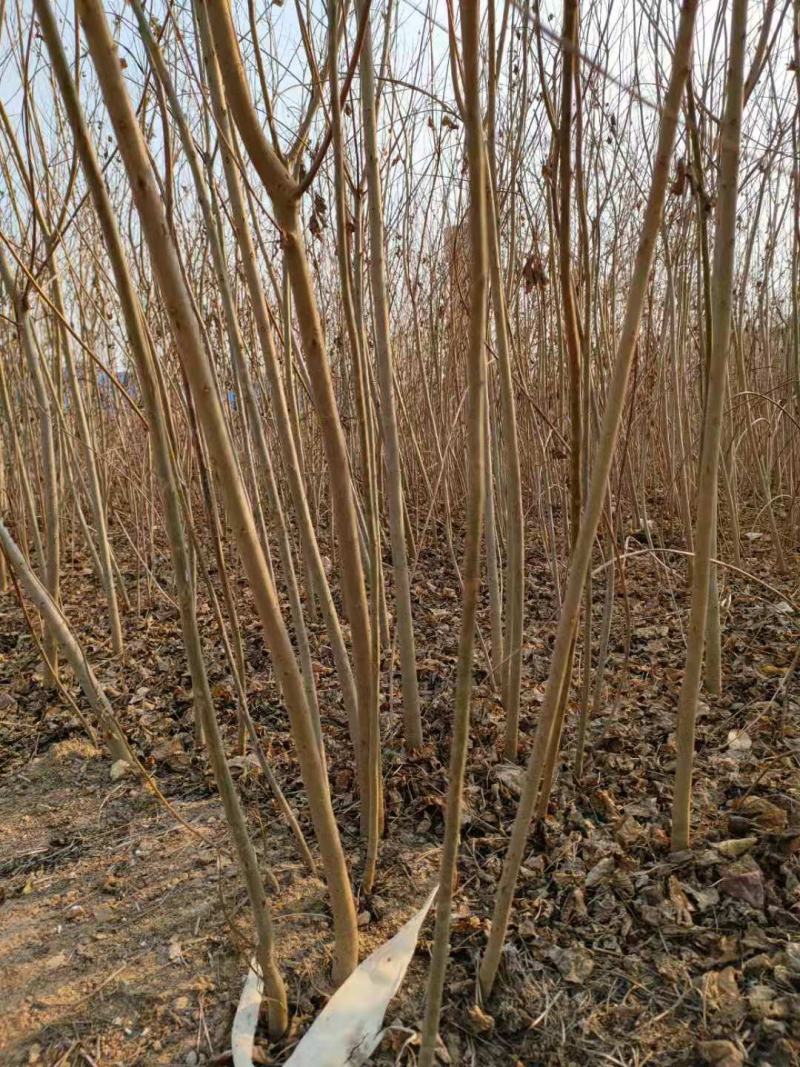 【精品乌桕】2—30公分，沭阳基地直发，提供技术指导