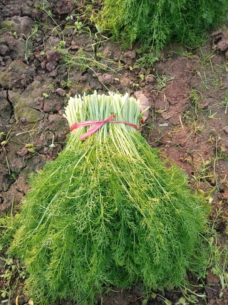 茴香苗大棚种植，产地直供割，拨都行。欢迎来电，面积大