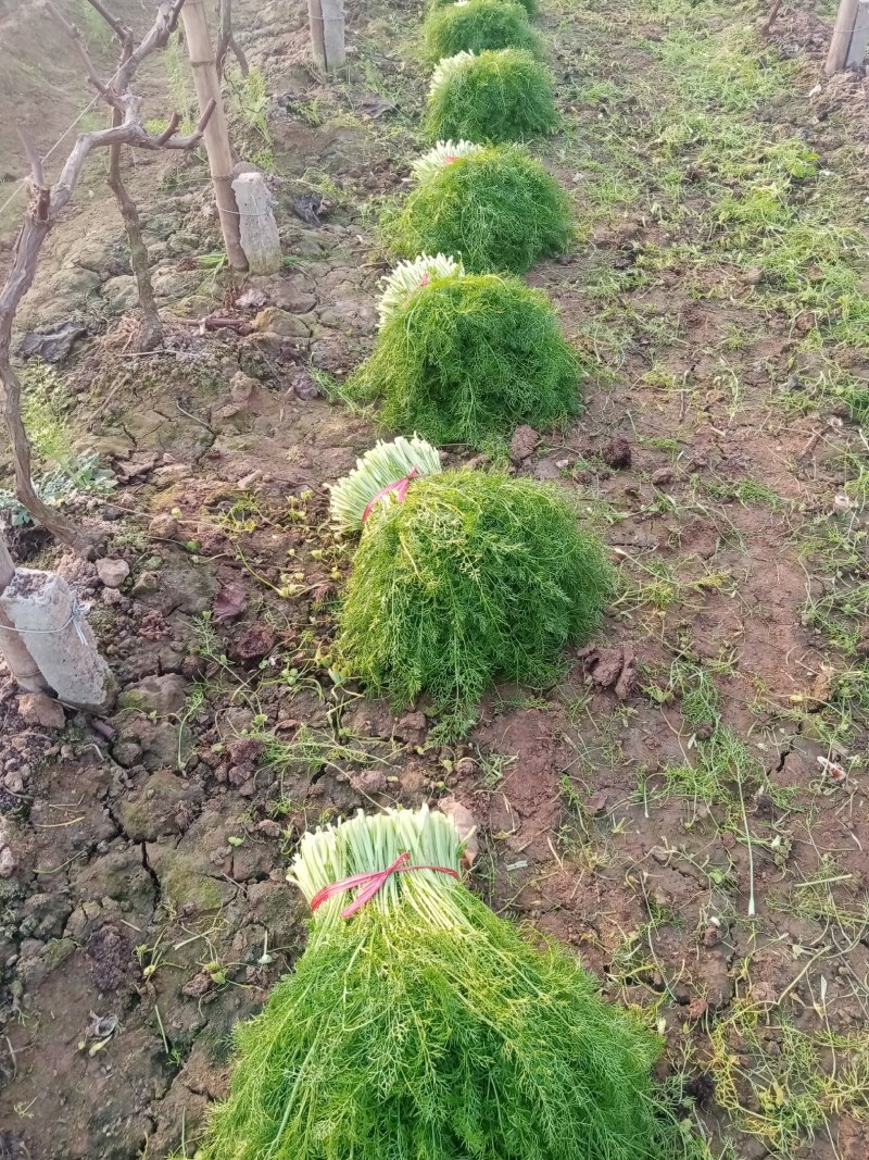 茴香苗大棚种植，产地直供割，拨都行。欢迎来电，面积大