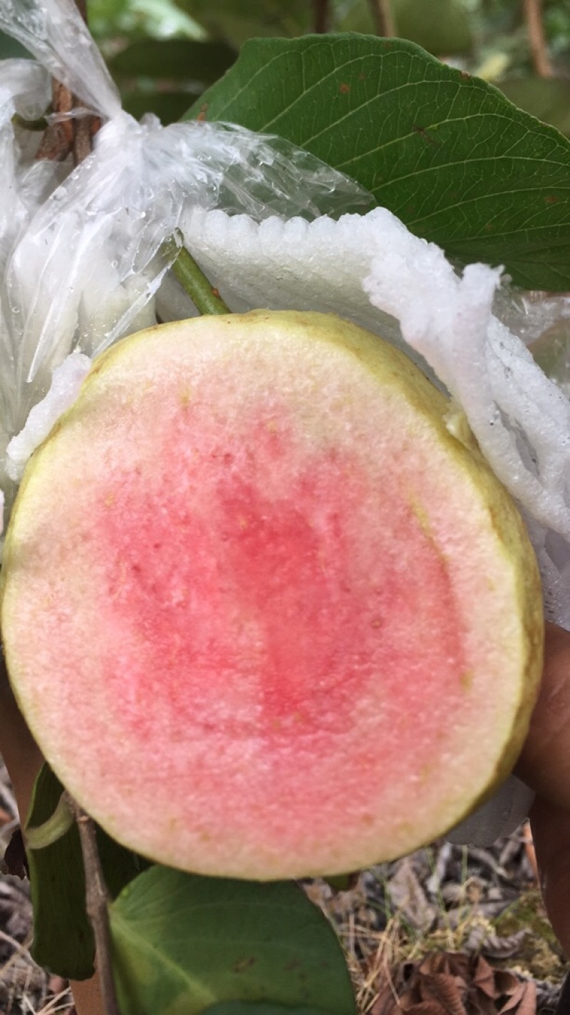红宝石上市了，有需要老板联系我