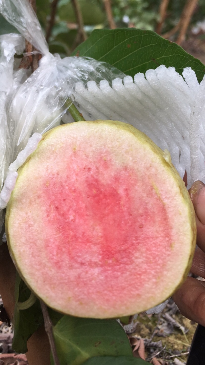 红宝石上市了，有需要老板联系我