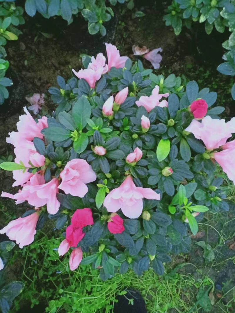 杜鹃：玫红，西玛，比利时，夏鹃