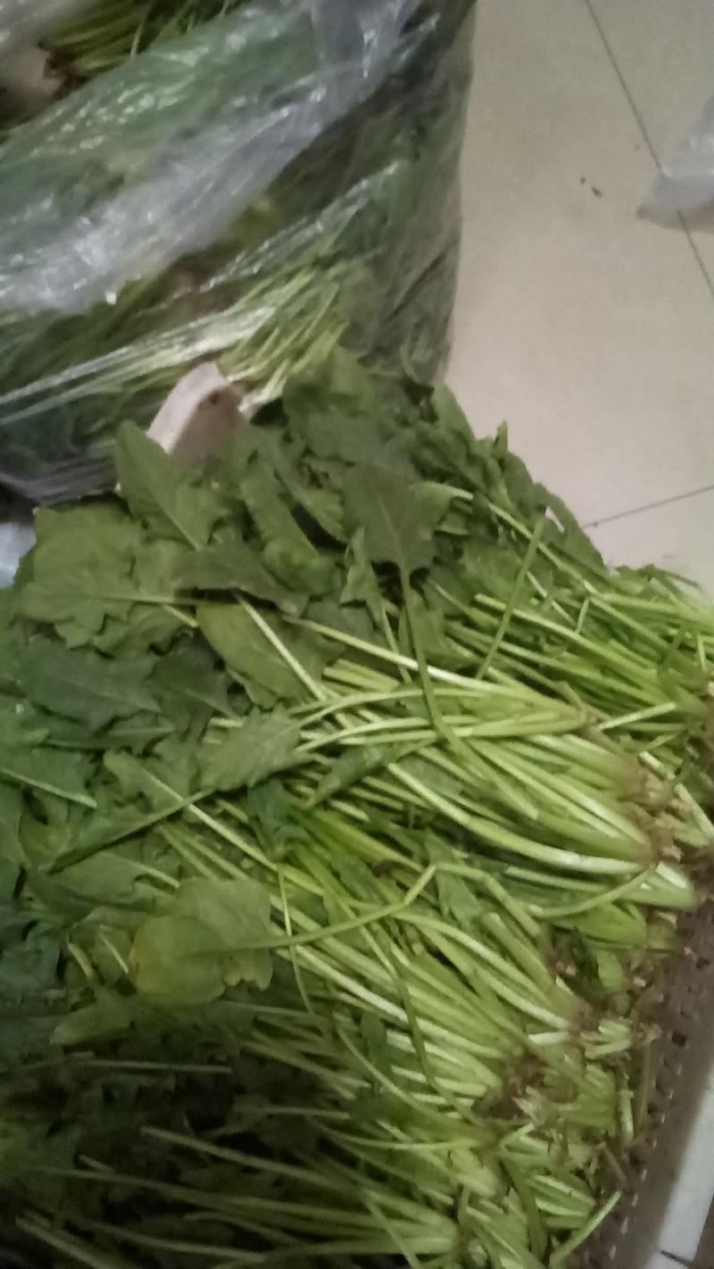 青州大小叶菠菜0.5元/斤大量供货，品质有保证，合作共赢