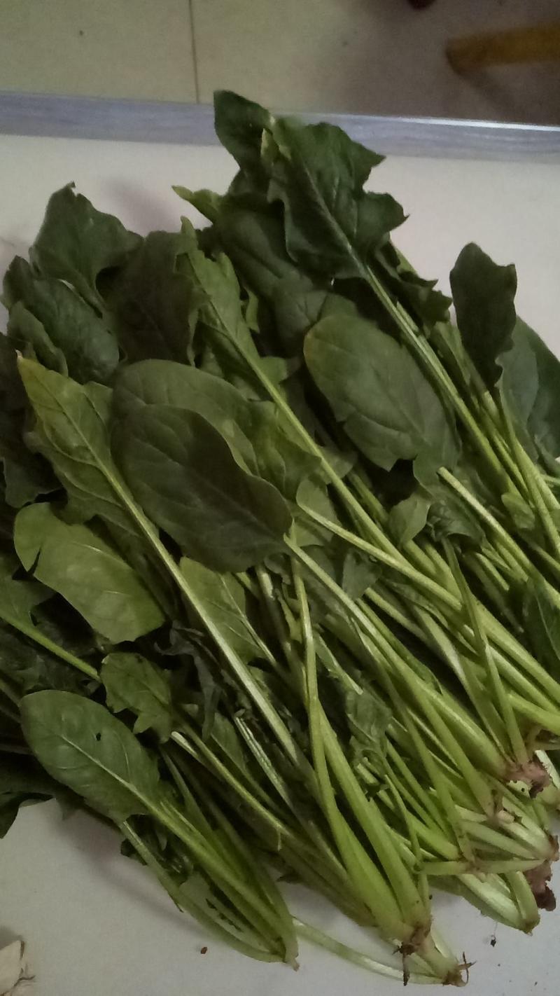 青州大小叶菠菜0.5元/斤大量供货，品质有保证，合作共赢