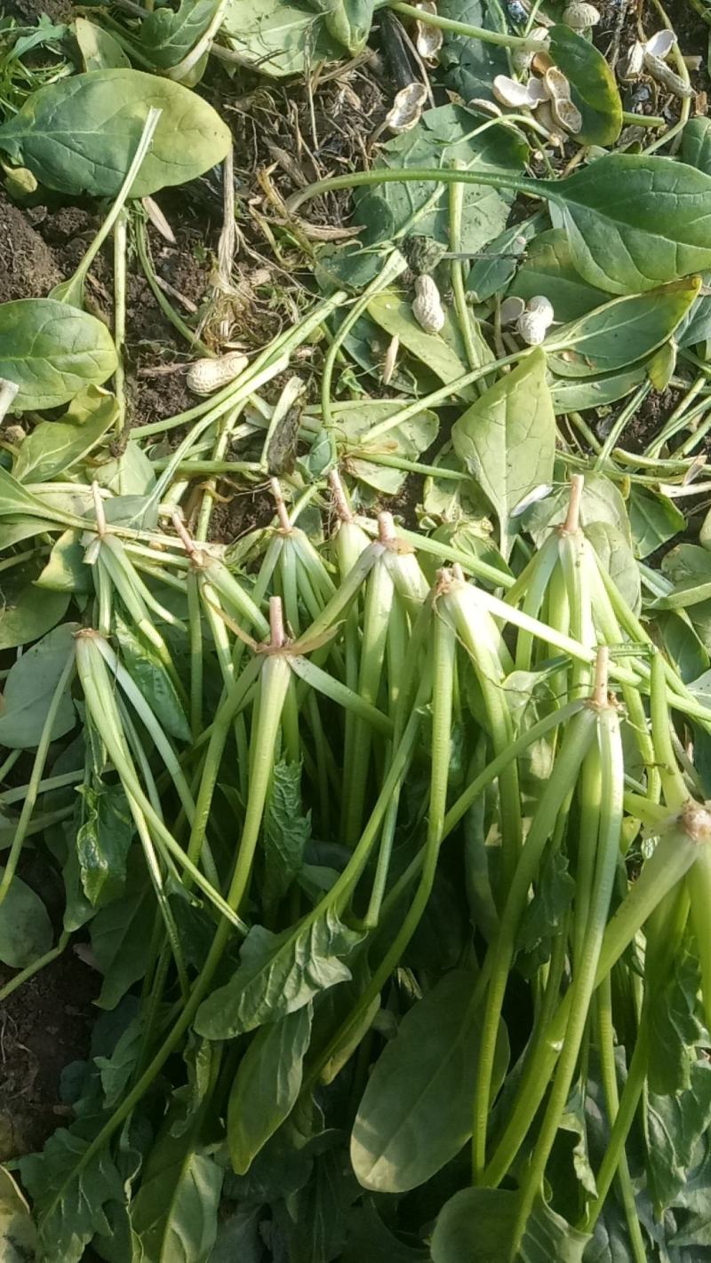 菠菜0.5元～1元大量供货，品质有保证，合作共赢