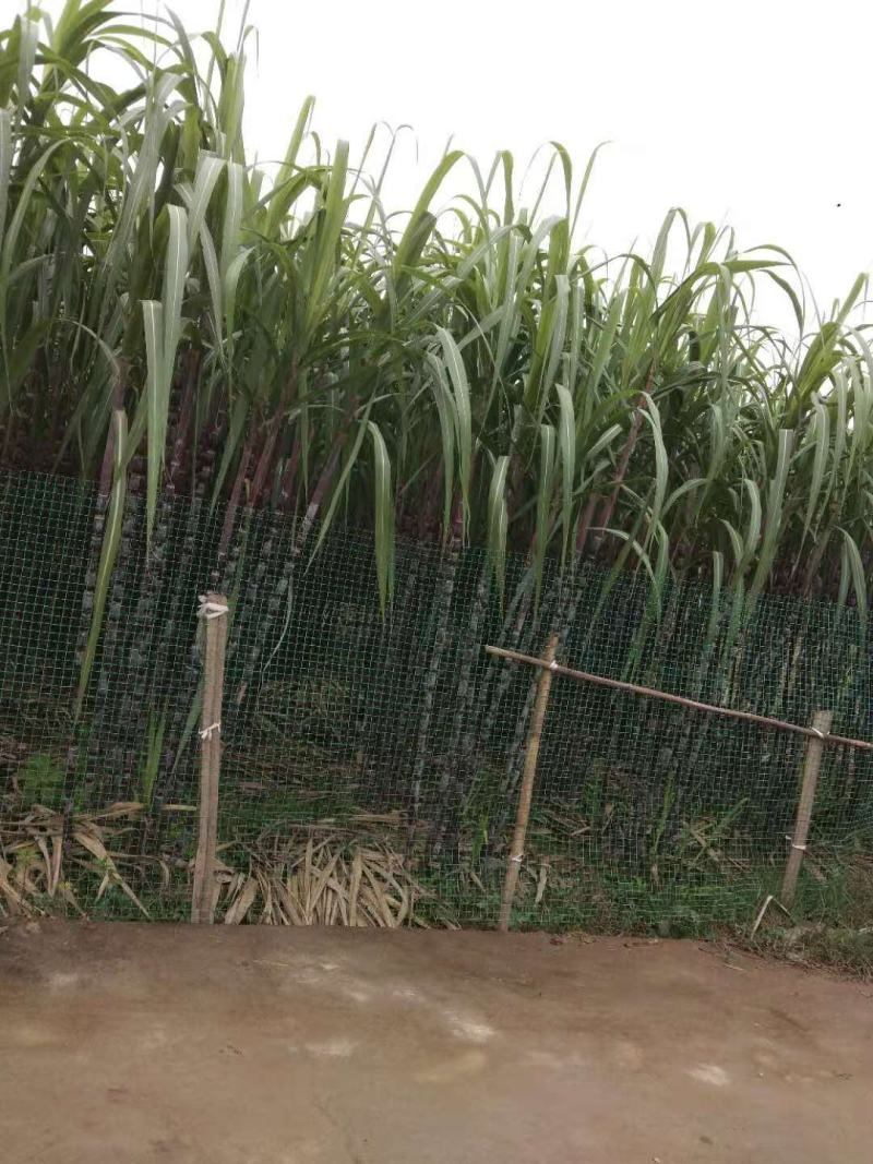 黑皮甘蔗。安顺市。可送货上门。