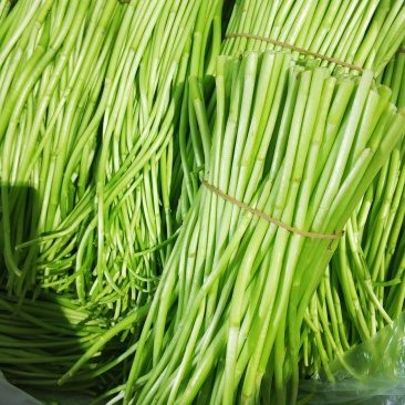（新田野特菜行）芦蒿时价经营，诚信交易大量批发，需要联系