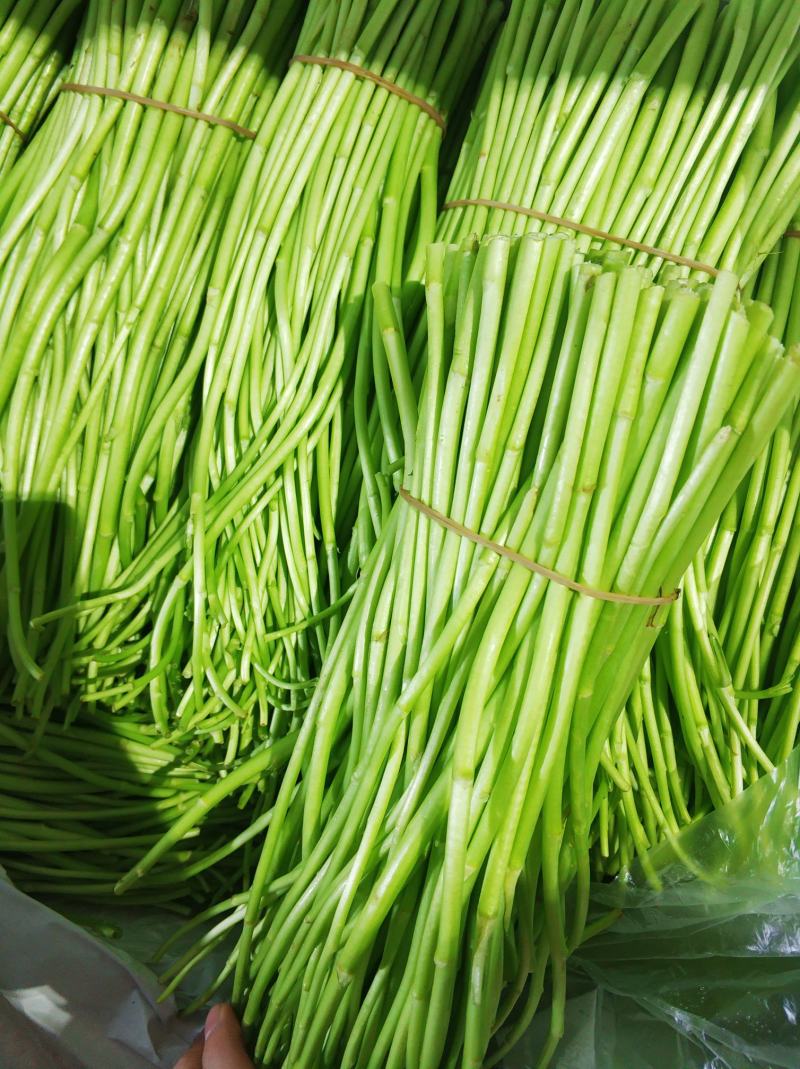 （新田野特菜行）芦蒿时价经营，诚信交易大量批发，需要联系