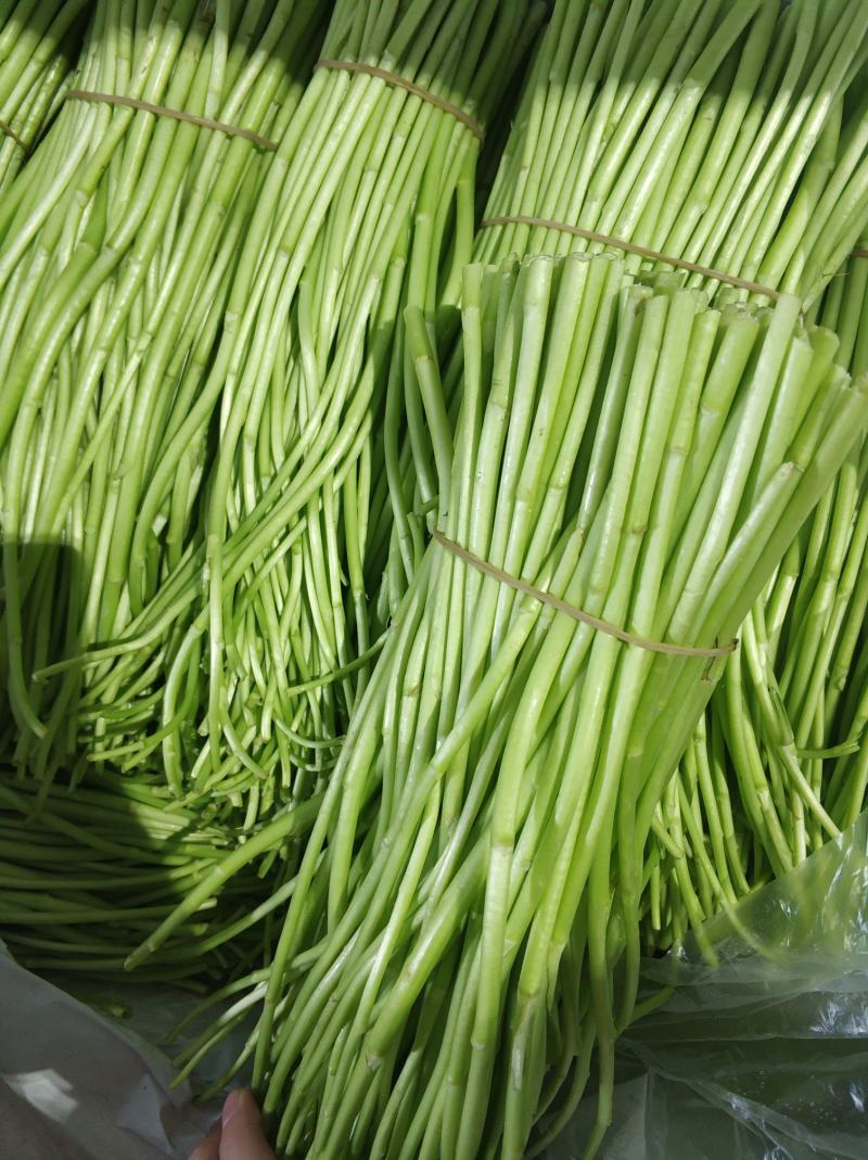 （新田野特菜行）芦蒿时价经营，诚信交易大量批发，需要联系