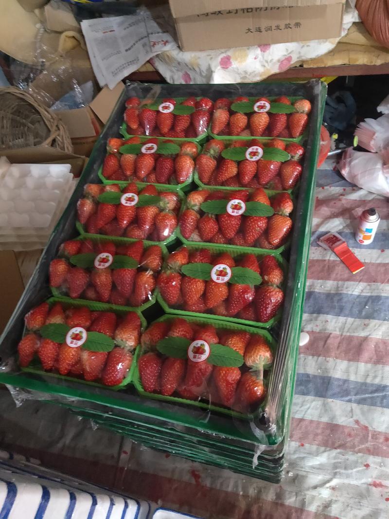 九九草莓现在大量上市
