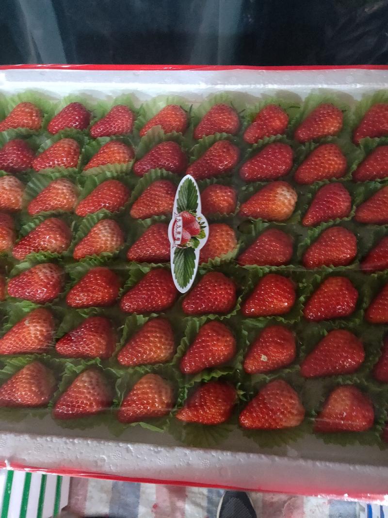 九九草莓现在大量上市