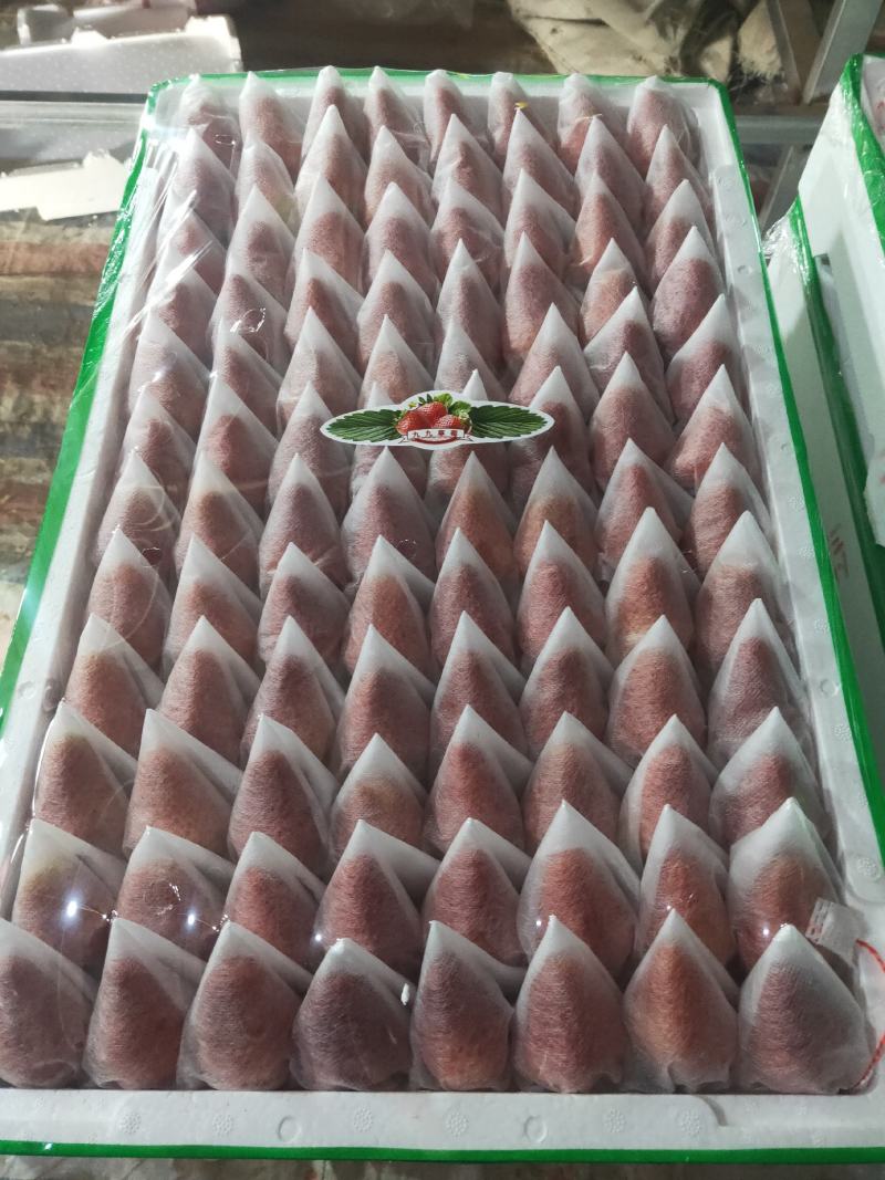 九九草莓现在大量上市