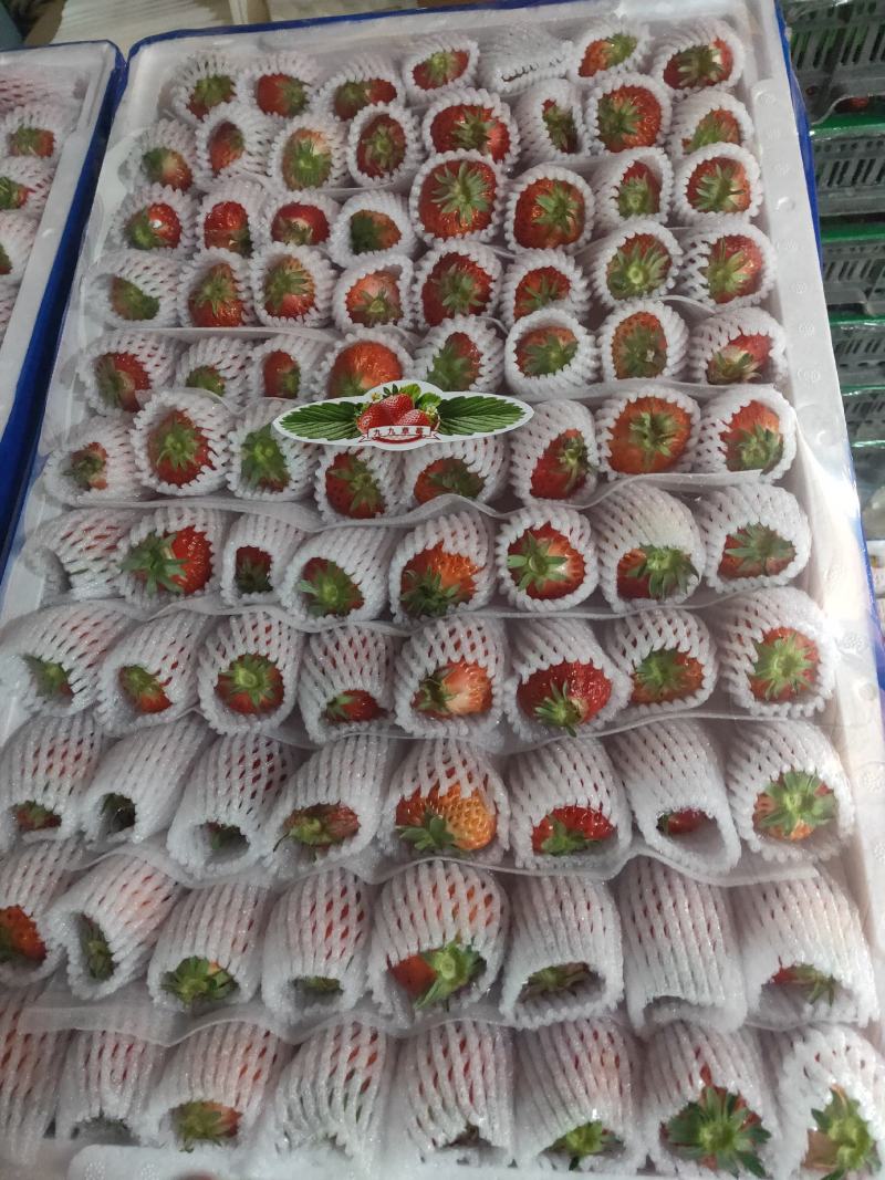 九九草莓现在大量上市