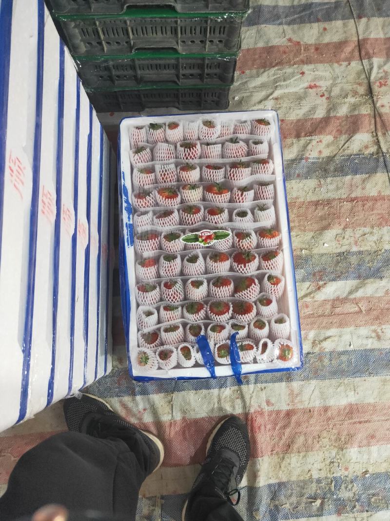 九九草莓现在大量上市