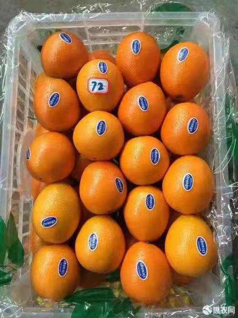 光富柑桔专业合作社，大量出售纽荷尔，长虹，园虹，脐橙
