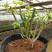 玫瑰花苗四季开花庭院栽上几棵芳香扑鼻成活率高