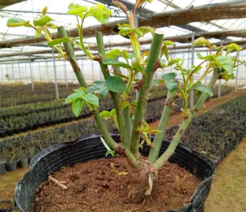 玫瑰花苗四季开花庭院栽上几棵芳香扑鼻成活率高