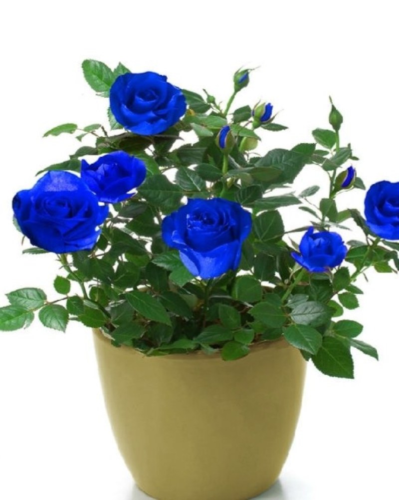 玫瑰花苗四季开花庭院栽上几棵芳香扑鼻成活率高