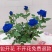 玫瑰花苗四季开花庭院栽上几棵芳香扑鼻成活率高
