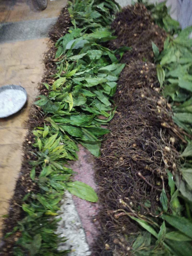 毛慈菇苗，规格苗，统货，块茎。