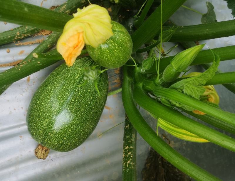 TH126无蔓嫩食南瓜品种早熟光泽好抗病性强