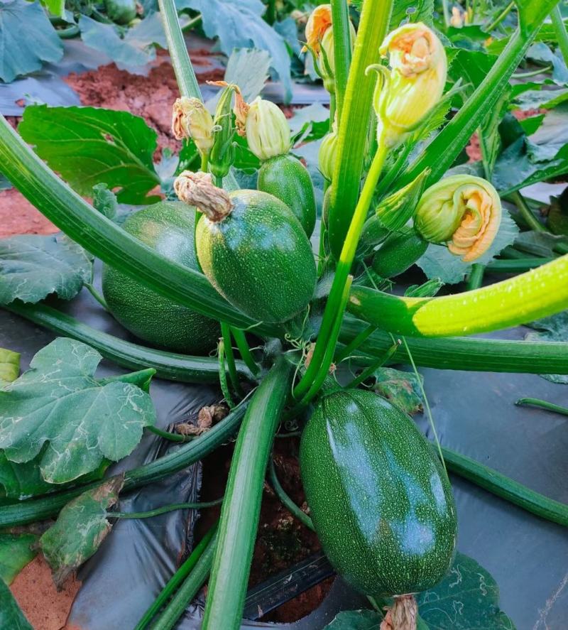 TH126无蔓嫩食南瓜品种早熟光泽好抗病性强