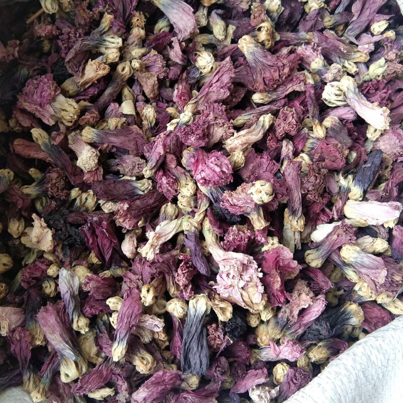 出售新产蜀葵子蜀葵种子熟季节花卉种子庭院绿化