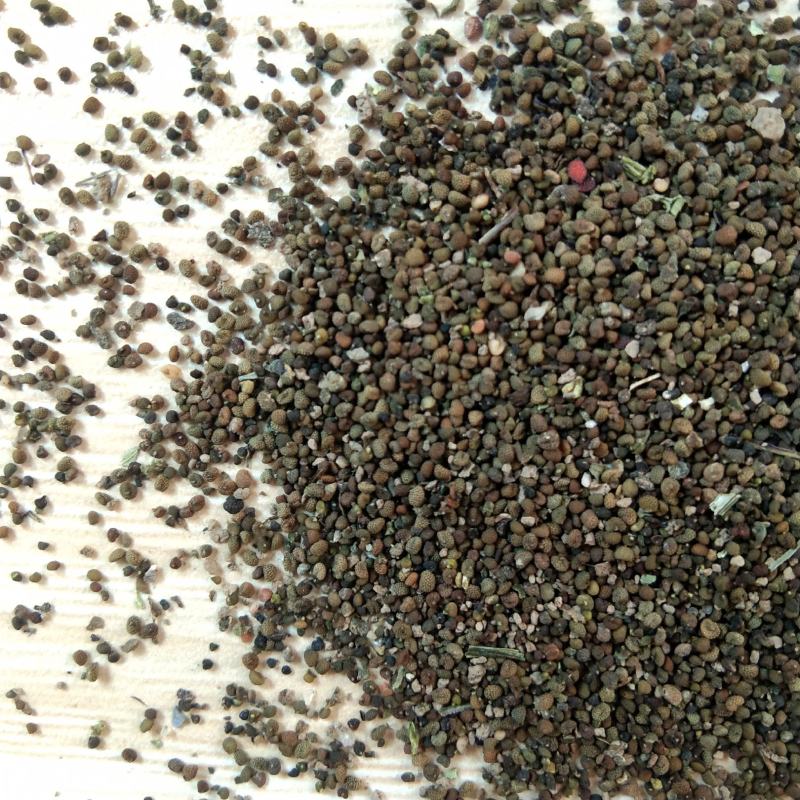 出售新产半枝莲籽半枝莲种子