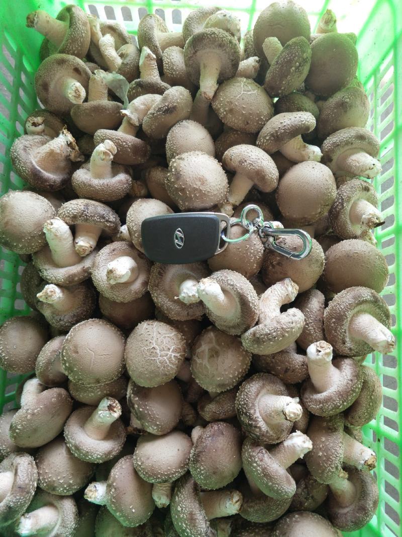 0912香菇基地直供-货源稳定质量保证支持视频看货