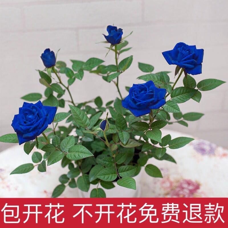 藤本月季苗庭院栽上几棵芳香扑鼻四季开花成活率高