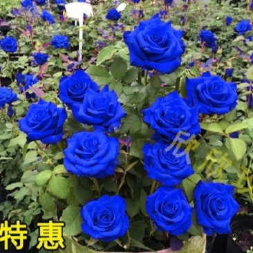 藤本月季苗庭院栽上几棵芳香扑鼻四季开花成活率高