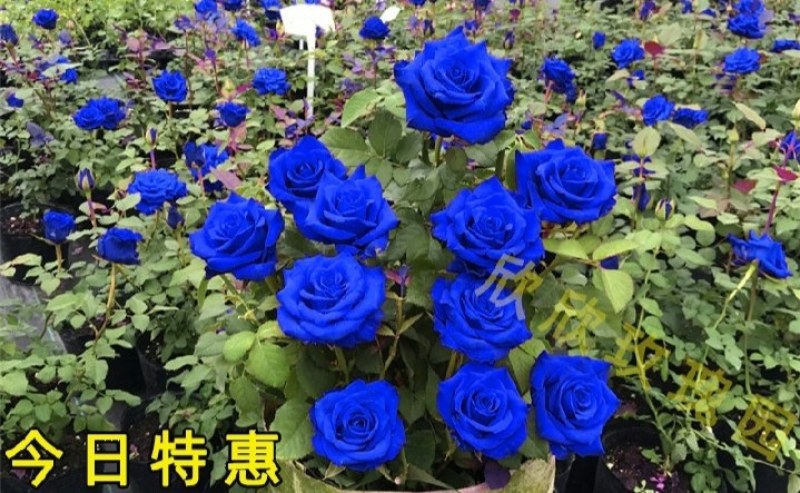 藤本月季苗庭院栽上几棵芳香扑鼻四季开花成活率高
