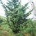 福建罗汉松园林别墅造型盆景绿化苗木各规格