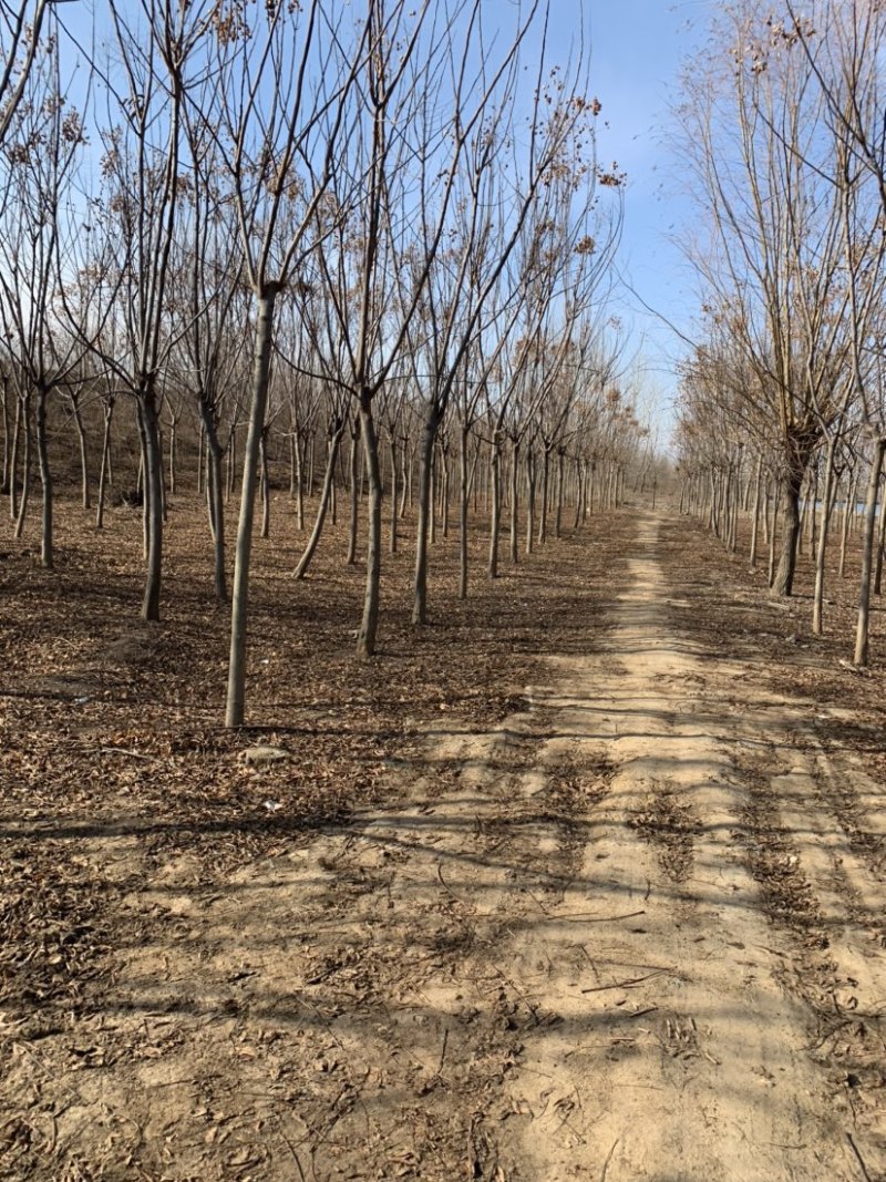 工程绿化苗栾树1到15公分大量现货有需要可联系
