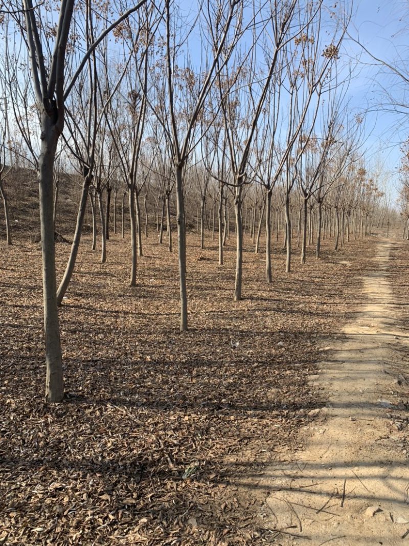 工程绿化苗栾树1到15公分大量现货有需要可联系