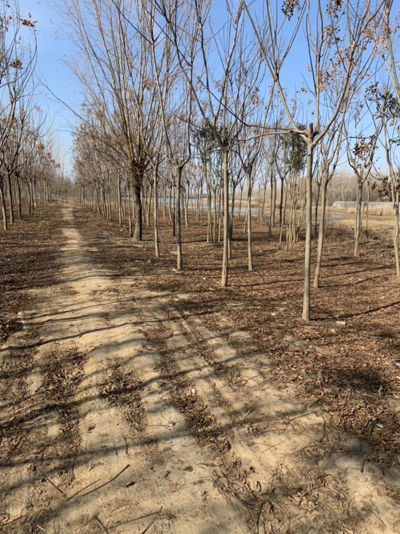 工程绿化苗栾树1到15公分大量现货有需要可联系