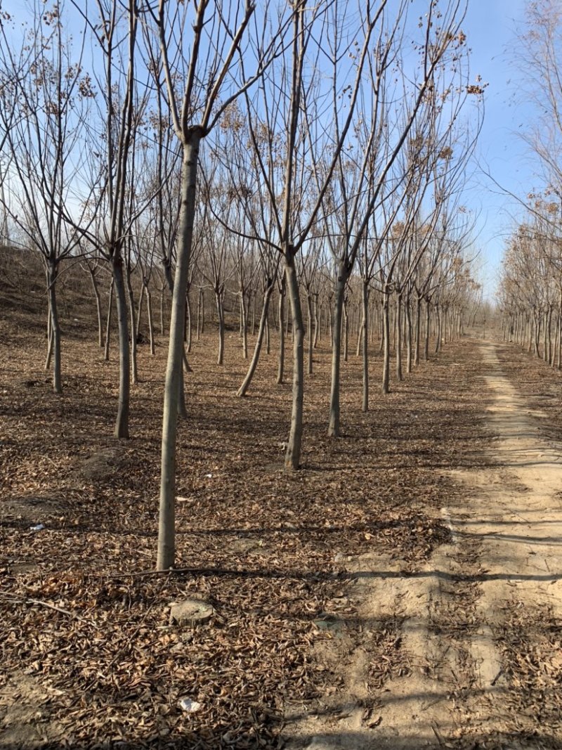 工程绿化苗栾树1到15公分大量现货有需要可联系
