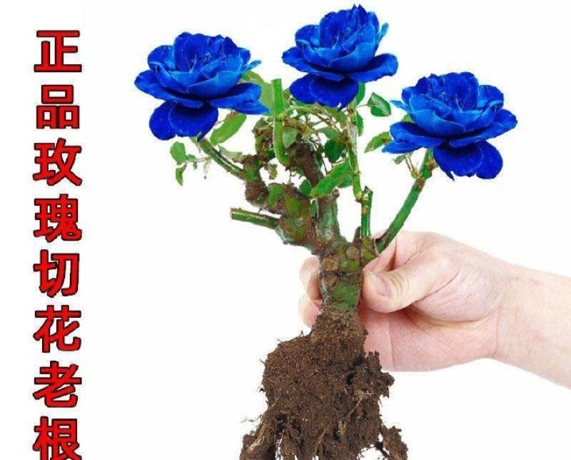 蔷薇苗庭院栽上几棵芳香扑鼻四季开花成活率高