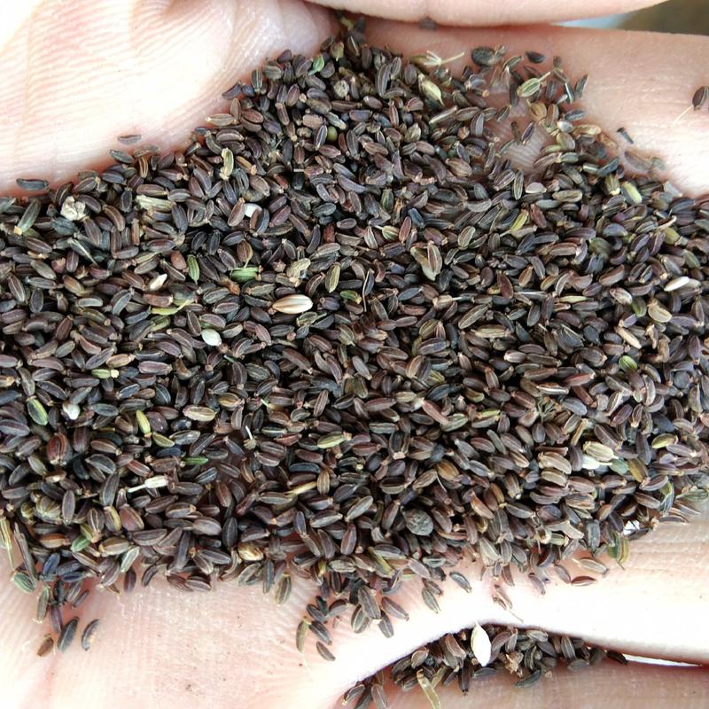出售新产柴胡种子柴胡籽多年生药材种子耐寒耐旱