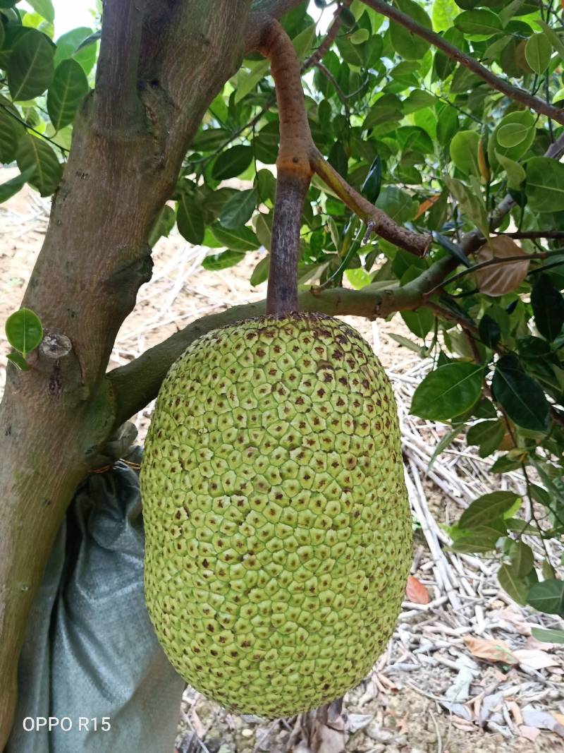 打造中国低海拔山地菠萝蜜品牌
