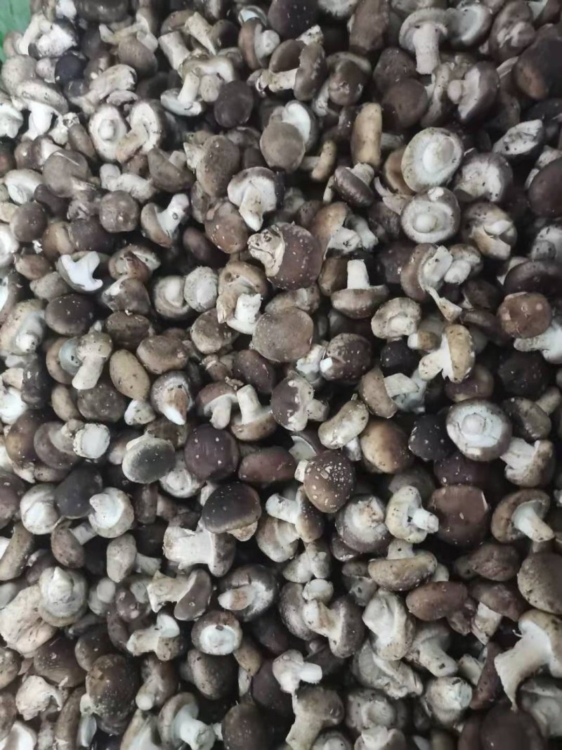 【香菇】鲜香菇各种赶大集货市场货，质优价廉，储存方便