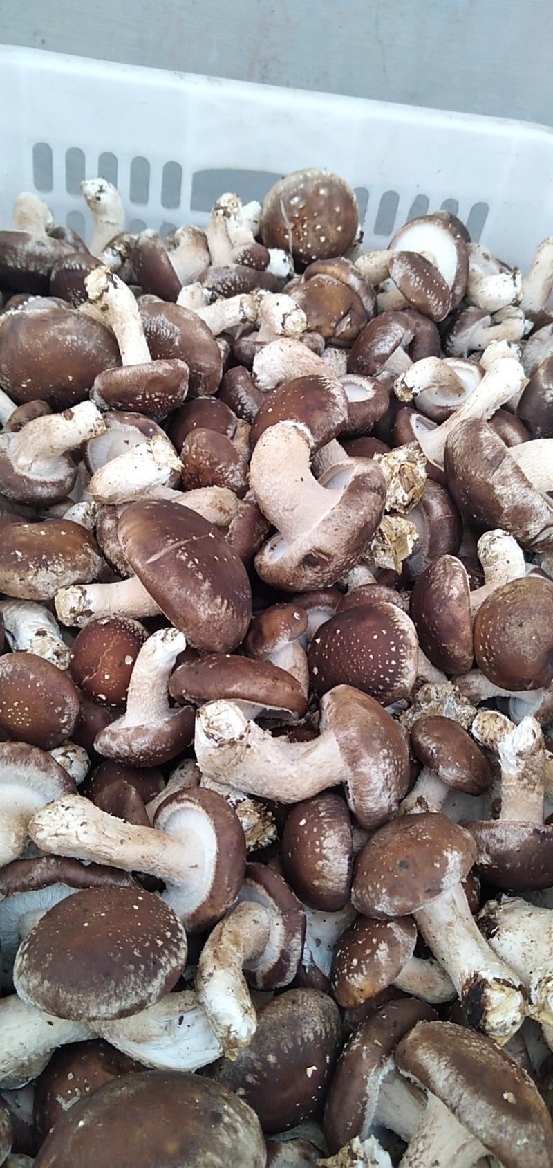 【香菇】鲜香菇各种赶大集货市场货，质优价廉，储存方便