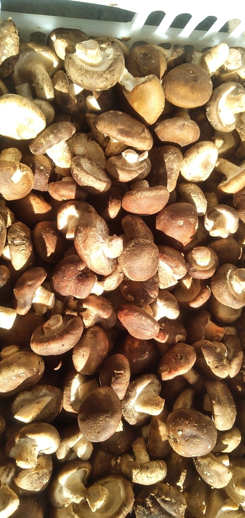 【香菇】鲜香菇各种赶大集货市场货，质优价廉，储存方便