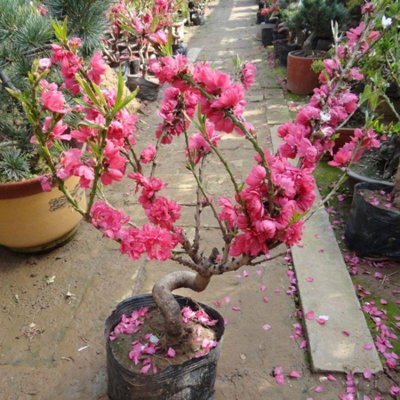 梅花盆栽盆景红梅腊梅绿梅耐寒植物冬季开花鲜花绿植