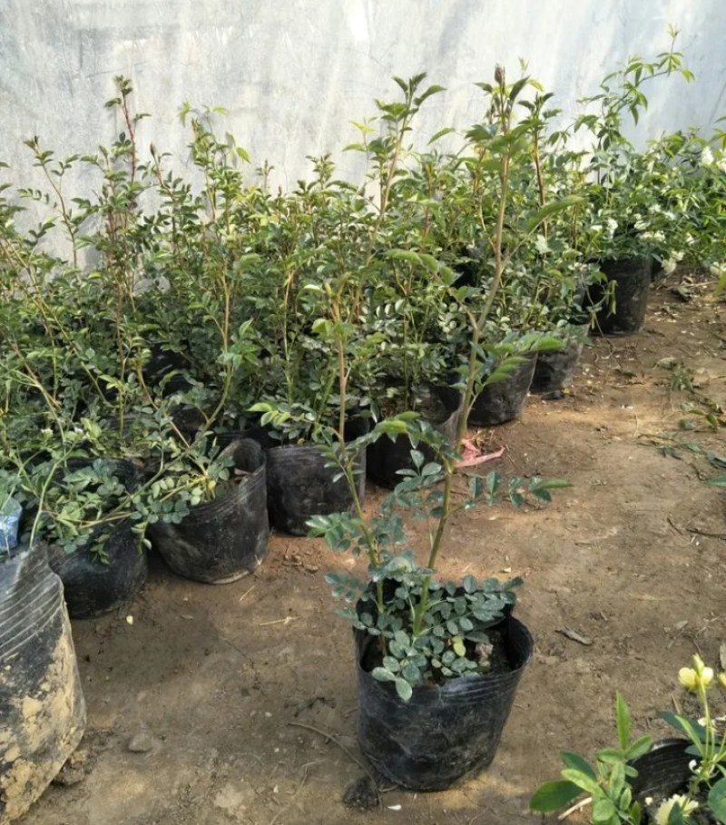 红木香苗黄木香白木香庭院栽上几棵攀趴速度快耐寒成活高